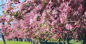 Destinos próximos a SP para ver a floração das cerejeiras