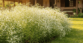 Foto: (Imagem sem texto alternativo disponivel ID [2747588])