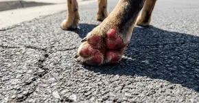 Foto: (Imagem sem texto alternativo disponivel ID [2765078])