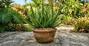 A babosa que antes era só para o cabelo, hoje serve de decoração rústica em jardins de sol