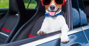 Conheça 7 cuidados indispensáveis ao fazer uma viagem de carro com seu cachorro