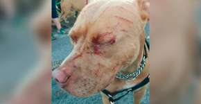 Gato ataca cinco pitbulls e coloca dona deles no hospital