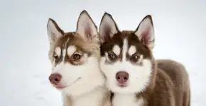 Foto: (Imagem sem texto alternativo disponivel ID [2708829])