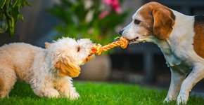 Foto: (Imagem sem texto alternativo disponivel ID [2706867])