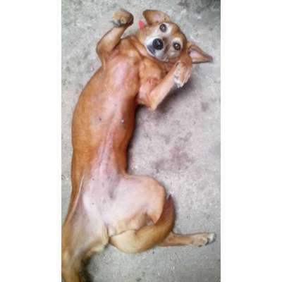 Veja alguns dos cães e gatos que já estão participando do #MostreABarriguinha!