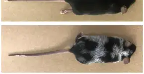 Estresse pode deixar os cabelos brancos, diz estudo da USP com Harvard