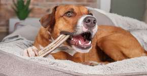 Osso para cachorro: 5 perigos do alimento para o animal
