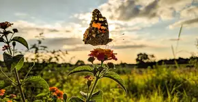 Foto: (Imagem sem texto alternativo disponivel ID [2715359])