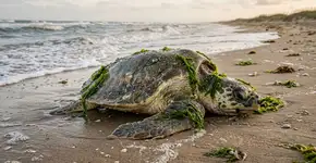 Ninguém entendeu o que era aquela estranha criatura verde que apareceu em uma praia do Texas em 7 de março, até descobrirem que era uma das tartarugas mais raras do mundo
