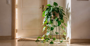 Foto: (Imagem sem texto alternativo disponivel ID [2719121])