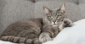 Foto: (Imagem sem texto alternativo disponivel ID [2605682])