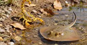 Foto: (Imagem sem texto alternativo disponivel ID [2705896])