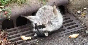 Guaxinim come muito e fica com a barriguinha entalada no bueiro