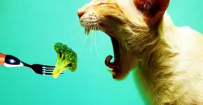 Sábado tem Bazar Vegano em Boa Vista