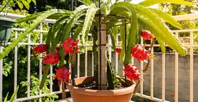 Foto: (Imagem sem texto alternativo disponivel ID [2680930])