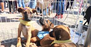 Foto: (GABRIEL MAZZO)