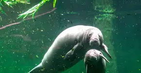 Foto: (Assossiação Peixe-Boi)