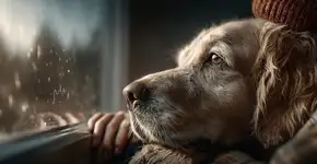 Como os cães lêem emoções que humanos ignoram