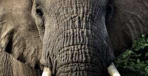 Elefante curioso fica cara a cara com turistas em safári