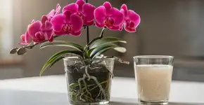 Foto: (Imagem sem texto alternativo disponivel ID [2736518])