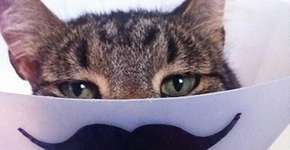 Ideias criativas e dicas de cuidado para animais que precisam usar cones de proteção