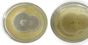 Foto: (Reprodução/Fiocruz)