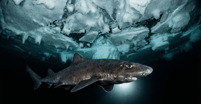 Foto: (Imagem sem texto alternativo disponivel ID [2747484])