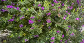 Foto: (Polygala myrtifolia/istock)