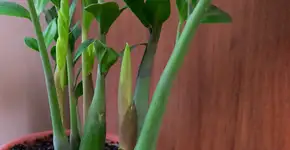 A planta esquecida que cresce sozinha e deixa qualquer canto da casa mais bonito sem esforço