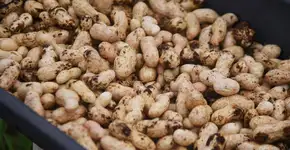 Consumir amendoim pode ajudar a reduzir o risco de depressão