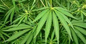 “ESPERANDO PARA FUMAR” no Cineclube