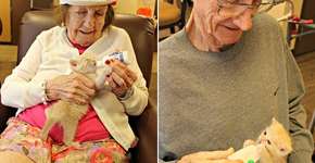 Internos de asilo cuidam de gatinhos órfãos resgatados