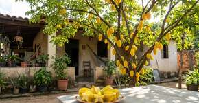 A fruta tropical que tem cor de pôr do sol e sabor de sobremesa e que cresce nos quintais brasileiros com baixa manutenção