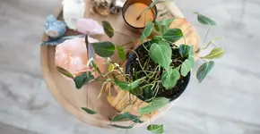 Foto: (Yana Yakubovski/istock)