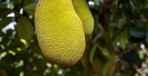 Jaca: 7 benefícios da fruta para a saúde e formas criativas de consumo