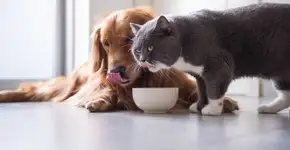 Ração para cães e gatos a partir de R$ 9 no site Americanas