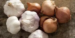 Foto: (budgetstockphoto/istock)