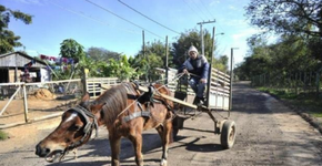 Abaixo-assinado busca proibição de animais em carroças no Rio Grande do Sul