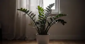 Foto: (Imagem sem texto alternativo disponivel ID [2687917])