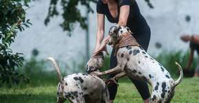 Foto: (Imagem sem texto alternativo disponivel ID [1055085])