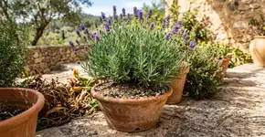 Para a lavanda durar anos: na França o truque não é a poda, mas nunca plantar em terra que segura muita umidade