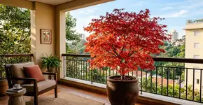 Um amuleto para a fertilidade: a bela árvore que vale a pena plantar no jardim