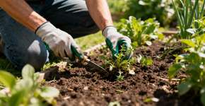 As maneiras mais baratas e fáceis de lidar com ervas daninhas em jardins