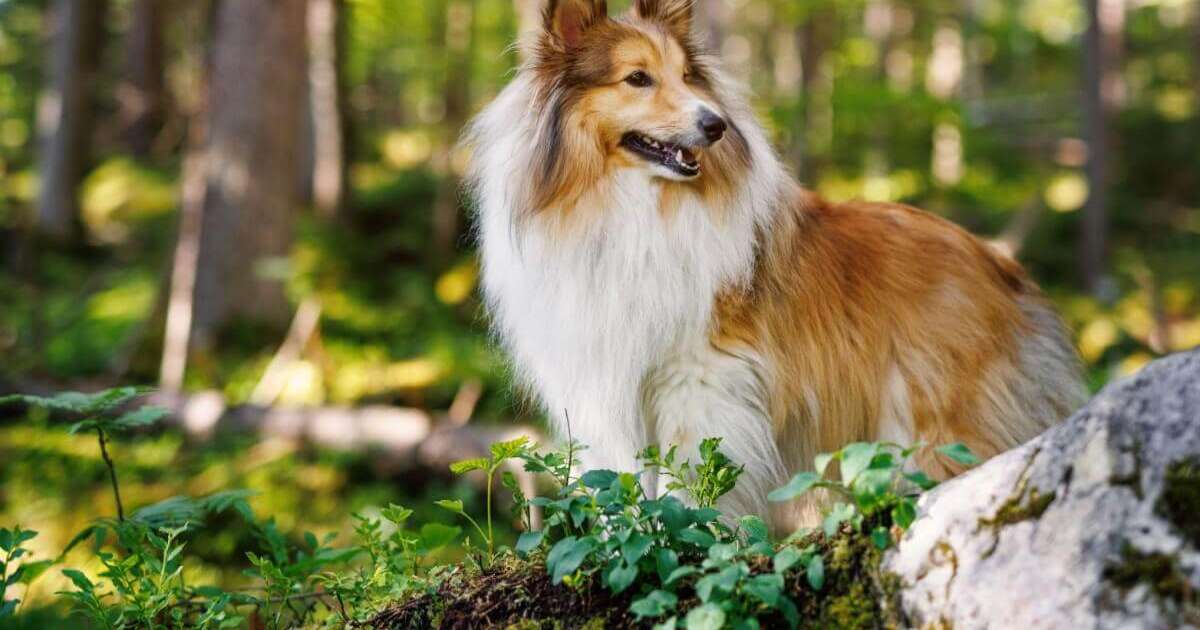 4 características do cachorro da raça pastor de Shetland