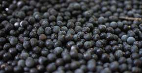 Descubra os benefícios do açaí no tratamento da esquizofrenia