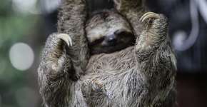 Foto: (Getty Images/iStockphoto)