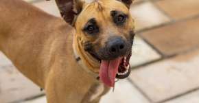 Foto: (Imagem sem texto alternativo disponivel ID [2598447])