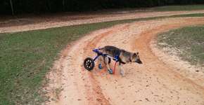 Veja dicas de segurança para viagem com animais deficientes