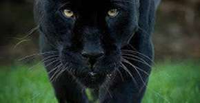 Foto: (Imagem sem texto alternativo disponivel ID [1850960])