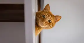 Foto: (Berk Ucak/istock)